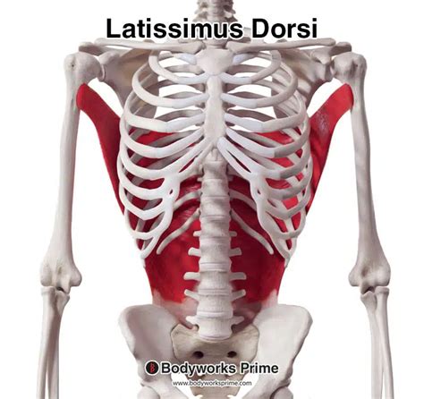 latissimus dorsi muscle anatomy bodyworks prime
