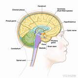 Pituitary In Brain Images