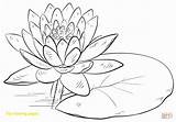 Lily Coloring Pages Getdrawings sketch template