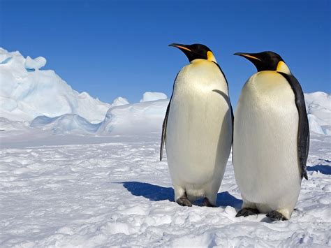 emperor penguins antartica wallpaper