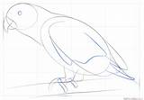 Draw Parrot African Grey Step Drawing sketch template