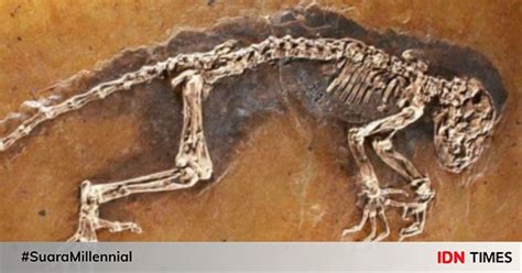fosil  terkenal  ditemukan  manusia hingga dinosaurus