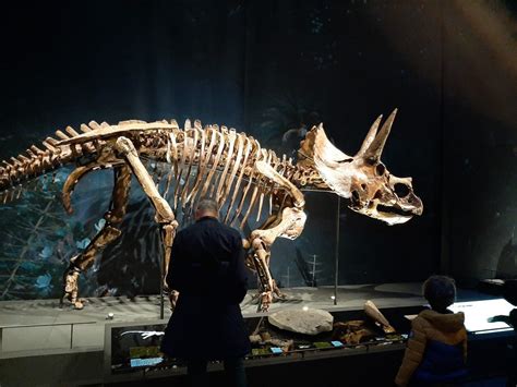 naturalis met kinderen  leiden review reistipsmetkidsnl