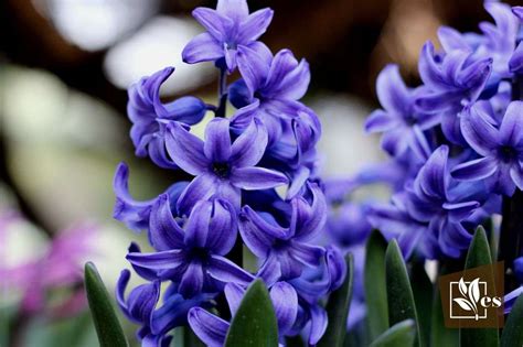 hyacinth flower meaning        evergreen seeds