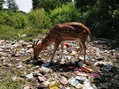 year   animals die horrible deaths   plastic pollution