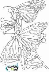 Butterflies Papillons Papillon Miraculous Ohbqfo Teamcolors Gratuitement Tsgos Archivioclerici 123dessins sketch template