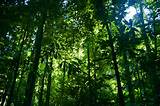 Photos of Tropical Rainforest Trees