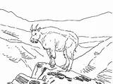 Mountain Goat Coloring Pages Animal Amazing Outline Color sketch template