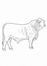 Bull Brahman sketch template