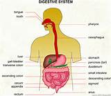 Pictures of Organs In The Digestive System