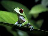 Tropical Forest Species Photos