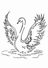 Coloring Swan Large Pages sketch template