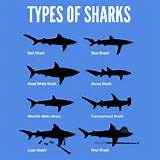 Sharks Different Types Images