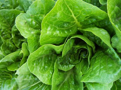 throw  romaine lettuce cdc advises   coli outbreak spreads gephardt daily