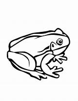 Frog Coloring Tree Clipart Pages Library True sketch template