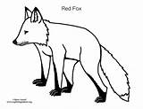 Fox Coloring Red Pdf Mural Animal Baby Exploringnature sketch template