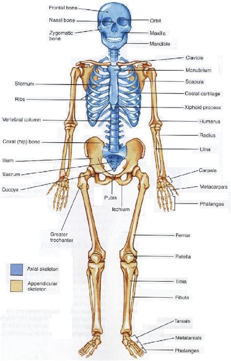 interesting facts  bones