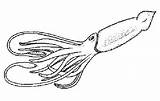 Squid Sperm Whale Colossal sketch template