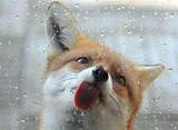 Images of Fox Windows & Glass