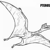 Pteranodon Coloring Pages Cute Little Getcolorings Getdrawings Color sketch template