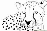 Cheetah Coloring Face Pages Printable Coloringpages101 Color Print Pdf sketch template
