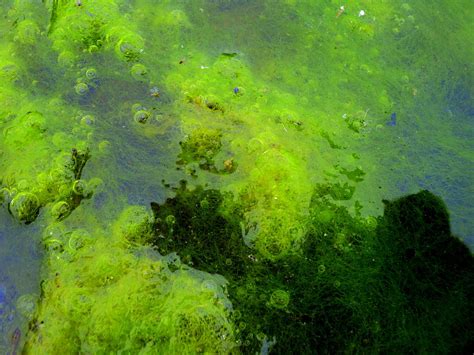 green algae photograph
