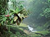 Undergrowth Layer Tropical Rainforest Pictures