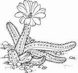 Cactus Cactusi Kaktus Desierto Dibujos Malvorlage Cactos Saguaro Resultado Colorat Echinocereus Mexicano Planse Florip Suculentas Cacti Succulents Ausdrucken Flori Onlycoloringpages sketch template