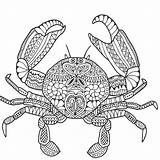 Zen Colorear Knitpicks Marin Adulte Coloriages Animalitos Crabes Colors Marins Marine Cadran Crayon Apprendre Solaire Crabe sketch template