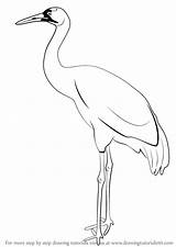 Kokku African Heron Stork Drawingtutorials101 Sandhill Paintingvalley sketch template