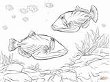 Lagoon Barriera Corallina Triggerfish Colorare Creature Risultati Designlooter sketch template