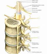 Pictures of The Spinal Cord Is Continuous With The