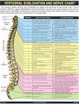 Spinal Nerve Segments Photos