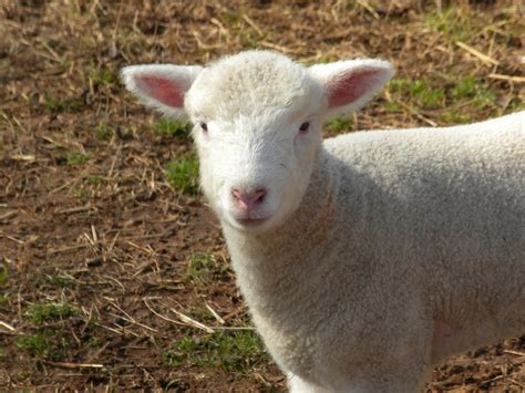 meek perspective lamb season