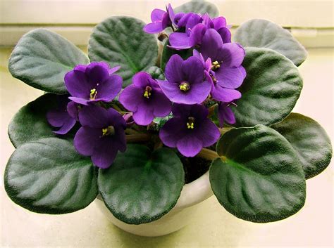 african violet   plant  grow indoors   farmers almanac