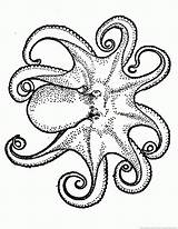 Octopus sketch template