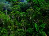 Tropical Rainforest Habitat Photos