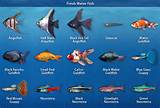 Images of Different Types Fish