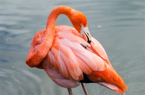 pink flamingo  stock photo public domain pictures