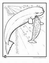 Coloring Pages Manatee Whale Printable Animal Beluga Dugong Whales Color Animaljr Kids Getcolorings Killer Artic Animals Print Getdrawings Projects sketch template
