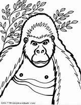 Gorilla Gorille Gorila Kleurplaat Kleurplaten Coloriages Fêmea Primanyc Tudodesenhos Popular sketch template