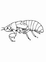 Cicada Coloring Nymph Pages Printable Supercoloring Categories sketch template