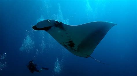giant manta rays  thailand local dive thailand