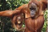 Pictures of Endangered Tropical Forest Animals