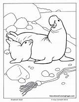 Robbe Elephant Ausmalbilder Ozean Seashore Educationalcoloringpages Ausmalbild sketch template