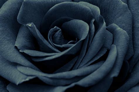 black rose stock  pictures royalty  images istock