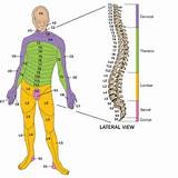 Injury To The Spinal Cord Images