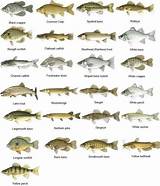 Different Fish Types Pictures