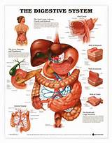 Organ Anatomy Photos