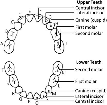 universal system  notation  deciduous dentition  scientific diagram